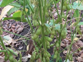 201209292847-o.jpg